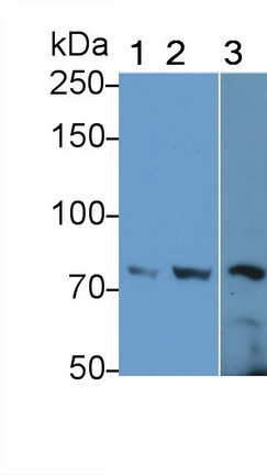 Polyclonal Antibody to Granulin (GRN)