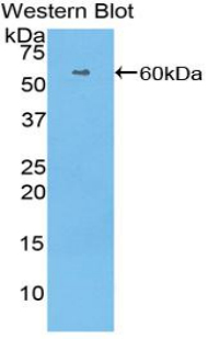 Polyclonal Antibody to Histidine Rich Glycoprotein (HRG)