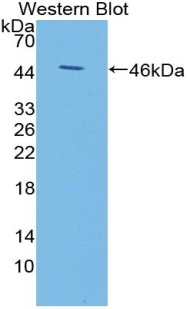 Polyclonal Antibody to Kisspeptin 1 (KISS1)