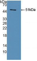 Polyclonal Antibody to Legumain (LGMN)