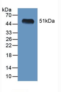 Polyclonal Antibody to Legumain (LGMN)