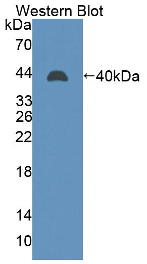 Polyclonal Antibody to Lens Intrinsic Membrane Protein 2 (LIM2)