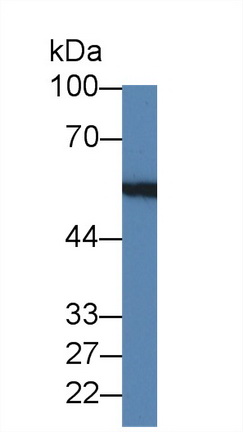 PAC567Hu01.jpg
