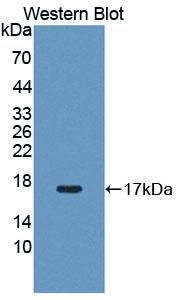 Polyclonal Antibody to Pim-1 Oncogene (PIM1)