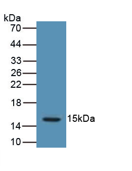 Polyclonal Antibody to Luteinizing Hormone Beta Polypeptide (LHb)