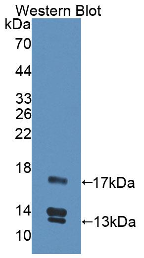 Polyclonal Antibody to Urocortin 2 (UCN2)