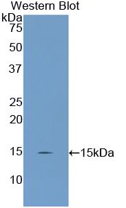 Polyclonal Antibody to Mitochondrial Uncoupling Protein 2 (UCP2)