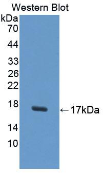 PAC588Hu01.jpg