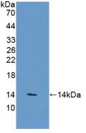 Polyclonal Antibody to Vanin 1 (VNN1)