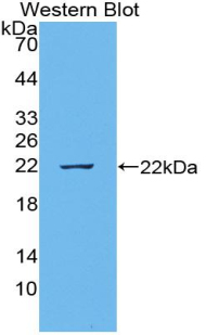 Polyclonal Antibody to TNF Like Ligand 1A (TL1A)