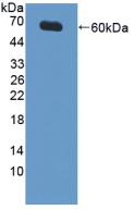 Polyclonal Antibody to X-linked Inhibitor Of Apoptosis Protein (XIAP)