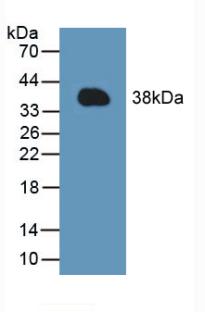 Polyclonal Antibody to Induced Myeloid Leukemia Cell Differentiation Protein Mcl-1 (MCL1)