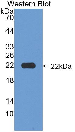 Polyclonal Antibody to Microfibrillar Associated Protein 2 (MFAP2)