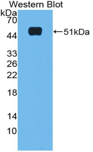 Polyclonal Antibody to Microfibrillar Associated Protein 2 (MFAP2)