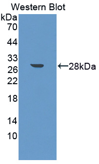 PAC620Mu01.jpg