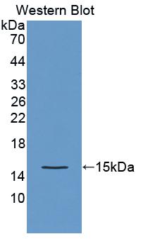 Polyclonal Antibody to Otoraplin (OTOR)