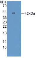 Polyclonal Antibody to Optineurin (OPTN)