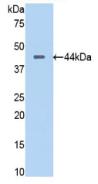 Polyclonal Antibody to Pancreas Specific Transcription Factor 1a (PTF1a)