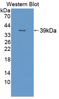 Polyclonal Antibody to Purine Rich Element Binding Protein A (PURA)