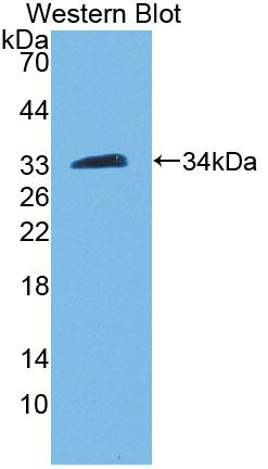 Polyclonal Antibody to Peptidylglycine Alpha Amidating Monooxygenase (PAM)