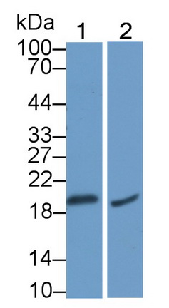 Polyclonal Antibody to Peripheral Myelin Protein 22 (PMP22)