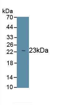 Polyclonal Antibody to Peroxiredoxin 1 (PRDX1)