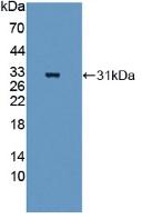 Polyclonal Antibody to Quiescin Q6 Sulfhydryl Oxidase 1 (QSOX1)