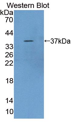 Polyclonal Antibody to Regucalcin (RGN)