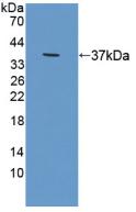 PAC774Hu01.jpg