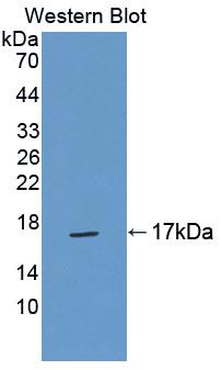 Polyclonal Antibody to Transition Protein 2 (TNP2)