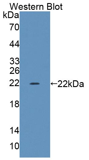 Polyclonal Antibody to Transcriptional Regulating Factor 1 (TRERF1)