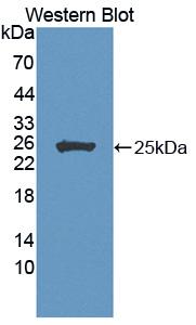 PAC834Hu01.jpg