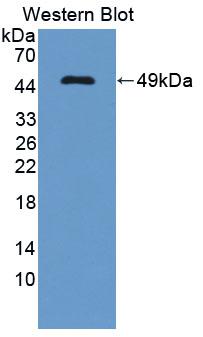 PAC845Hu02.jpg