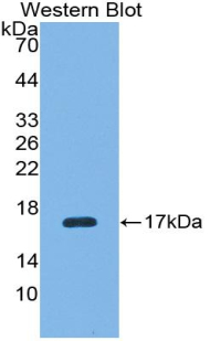 Polyclonal Antibody to Renalase (RNLS)