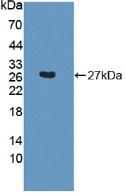 Polyclonal Antibody to Synaptosomal Associated Protein 23kDa (SNAP23)