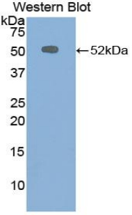 Polyclonal Antibody to Chromogranin B (CHGB)