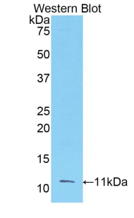 Polyclonal Antibody to Fibroblast Growth Factor 3 (FGF3)