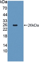 Polyclonal Antibody to Fibroblast Growth Factor 18 (FGF18)