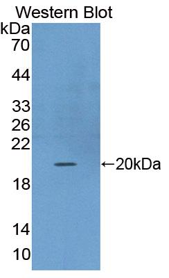 Polyclonal Antibody to Fibroblast Growth Factor 22 (FGF22)