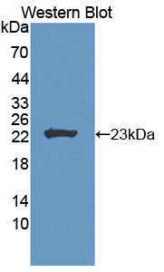 Polyclonal Antibody to Fibroblast Growth Factor 11 (FGF11)