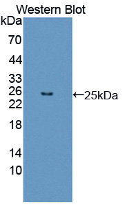 Polyclonal Antibody to Fibroblast Growth Factor 12 (FGF12)