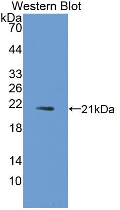 Polyclonal Antibody to Fibroblast Growth Factor 21 (FGF21)