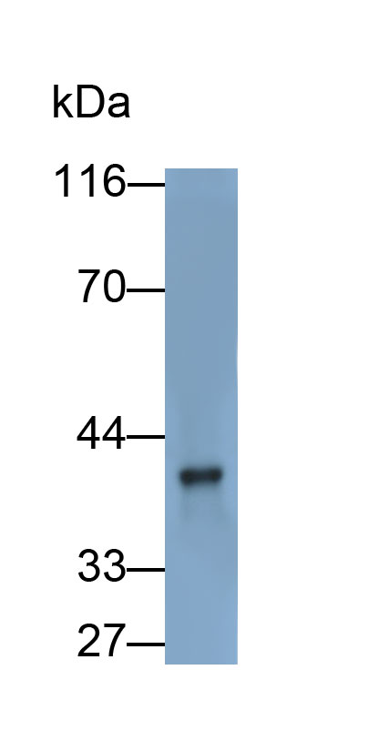 PAC919Mu01.jpg