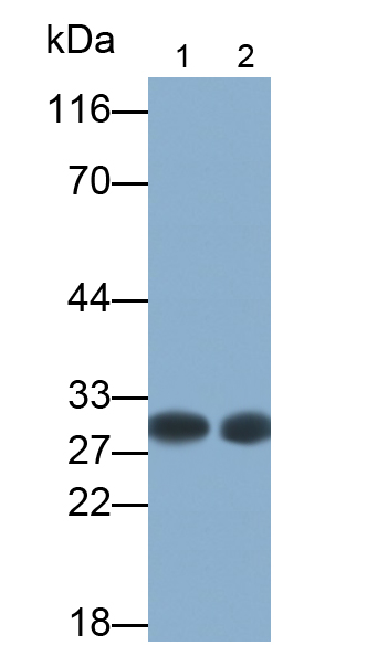 Polyclonal Antibody to Synaptosomal Associated Protein 25kDa (SNAP25)