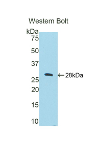 Polyclonal Antibody to Cathepsin C (CTSC)