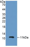 Polyclonal Antibody to Glutathione Peroxidase 3, Plasma (GPX3)