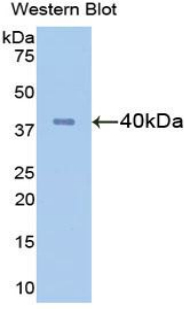 Polyclonal Antibody to Fibrinogen Like Protein 1 (FGL1)