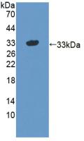 Polyclonal Antibody to Syntaxin 1A, Brain (STX1A)