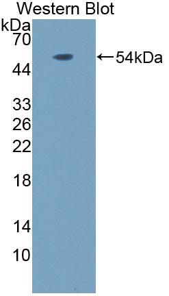 Polyclonal Antibody to Natriuretic Peptide Receptor 3 (NPR3)