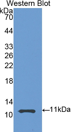 Polyclonal Antibody to Heat Shock 70kDa Protein 8 (HSPA8)